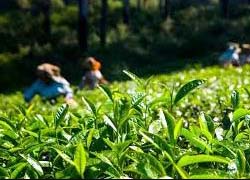 Darjeeling Tea Garden Tour
