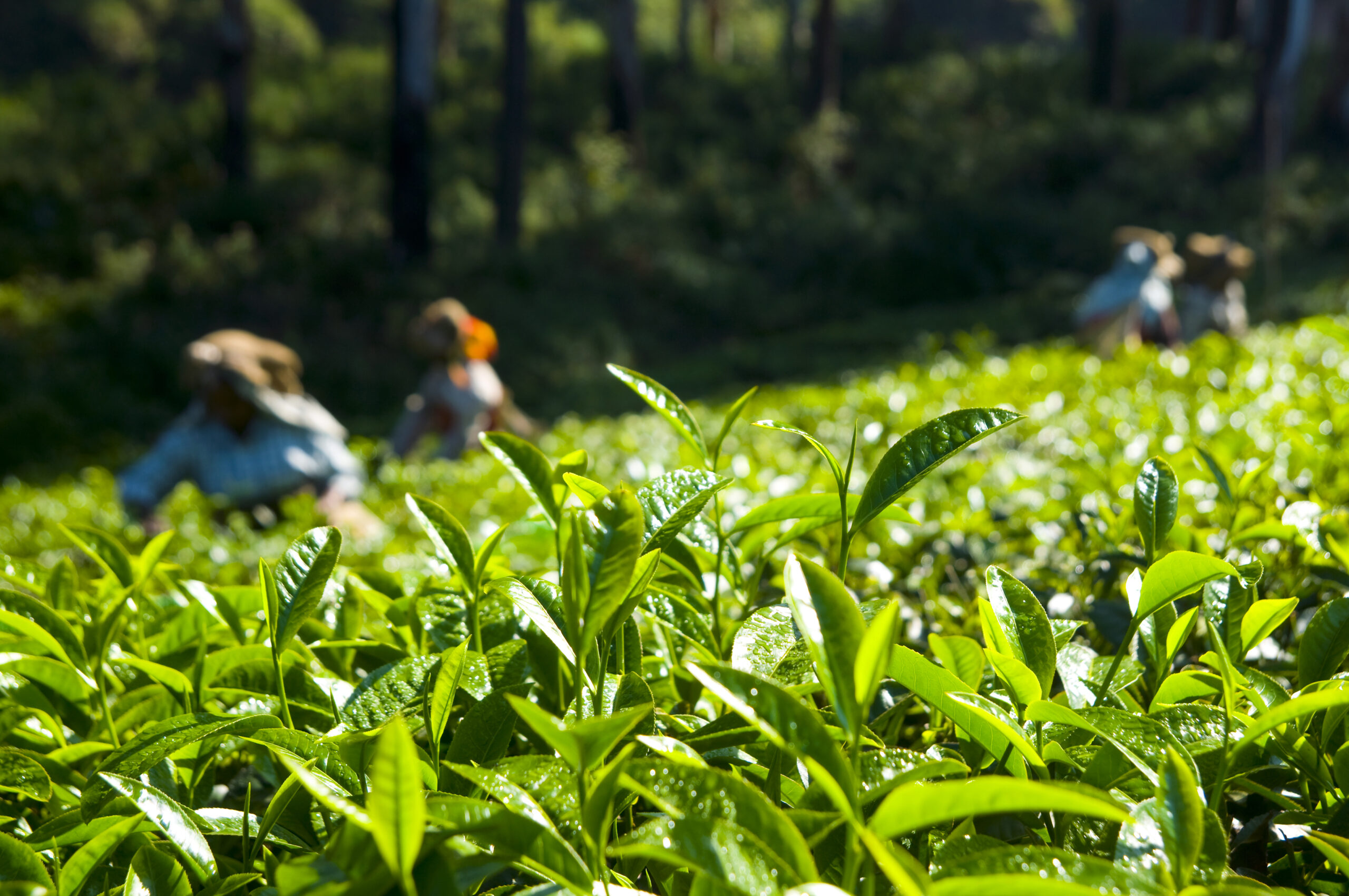 Tea Garden Tour with Nawang Treks and Tours- Darjeeling