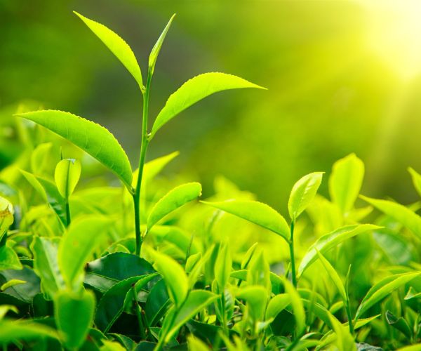 Travels Mates -Tea Gardens Tour